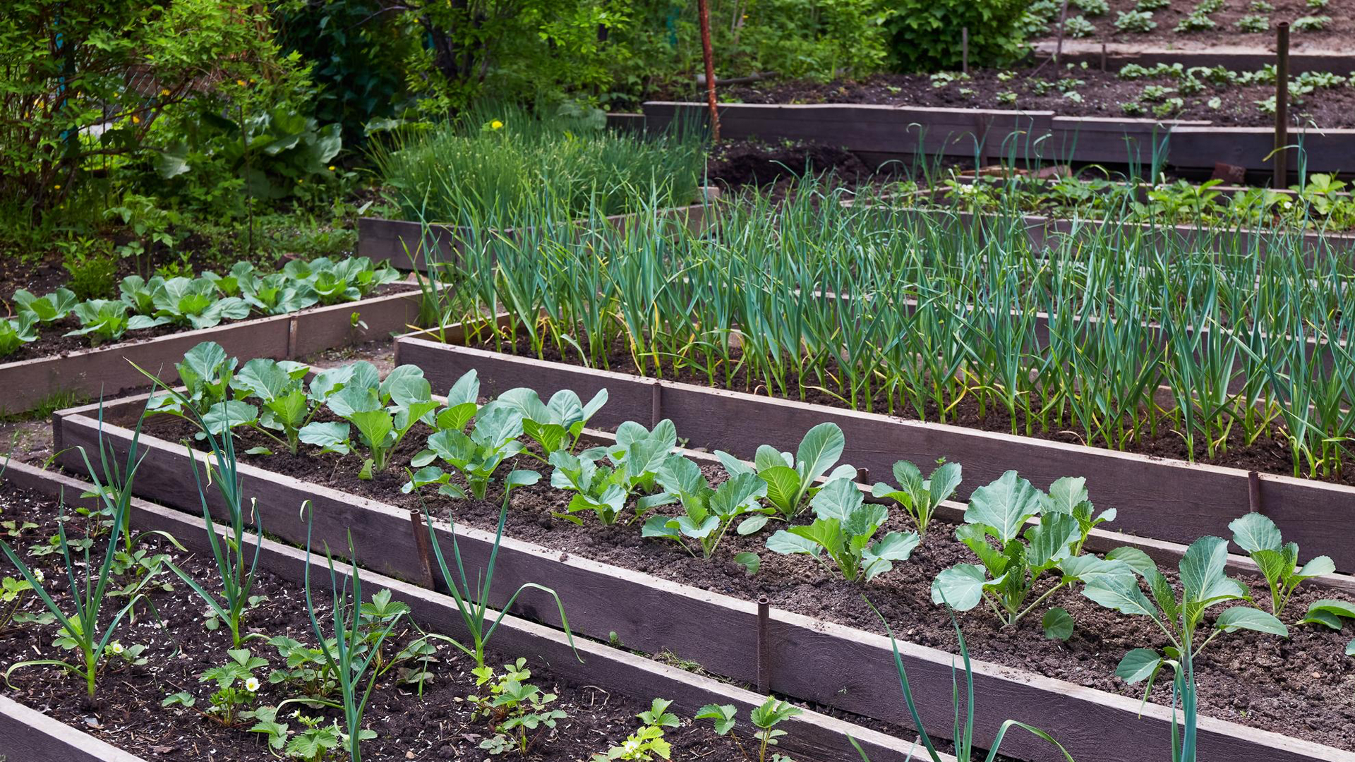 Our-Garden