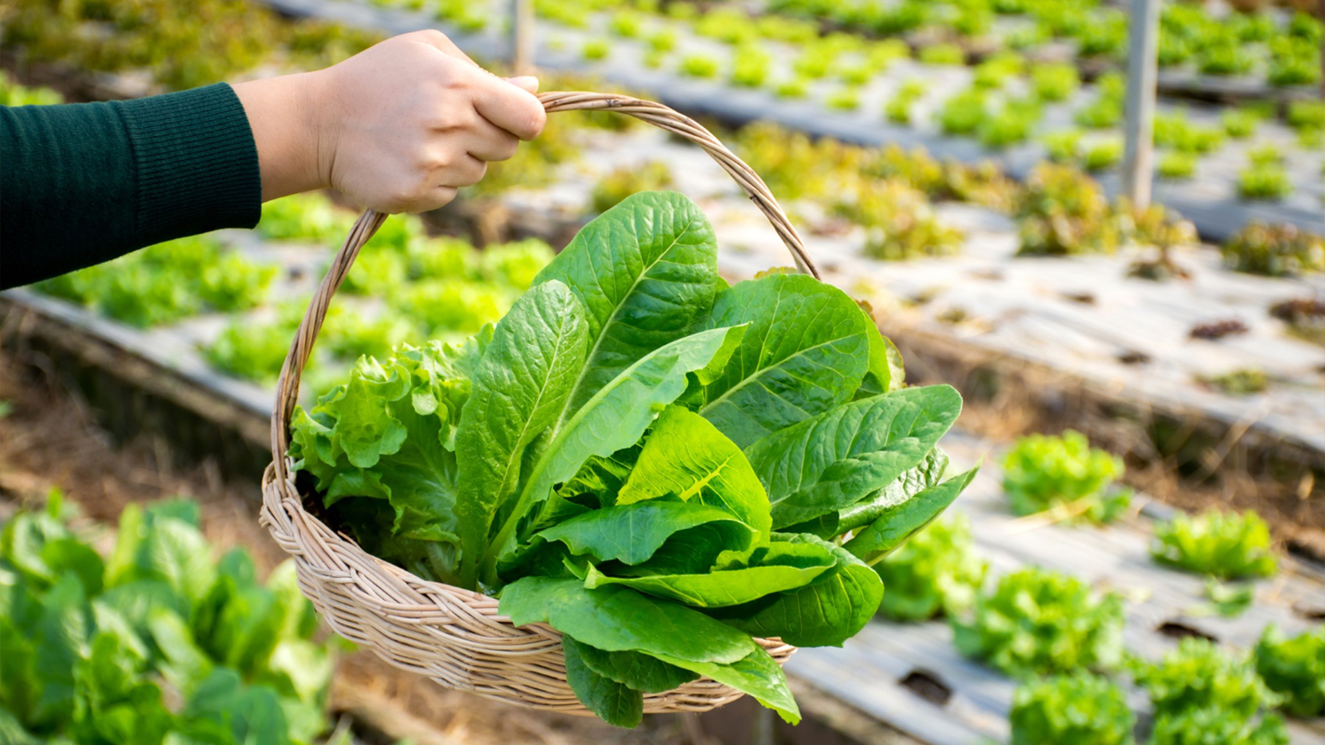 Care-farming